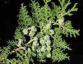 Folhagem e cones femininos de Platycladus orientalis