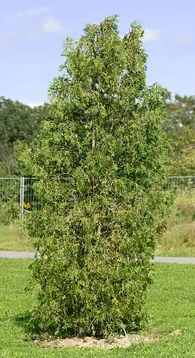 Thuja occidentalis