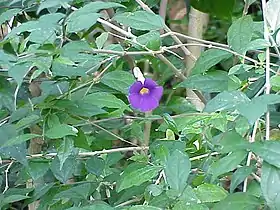 Thunbergia erecta