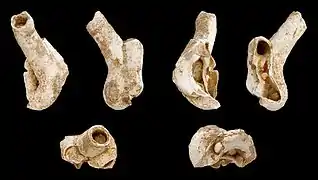 Thylacodes arenarius ( Vermetidae )