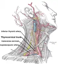 Ramo profundo da artéria cervical transversal com o nervo escapular dorsal.