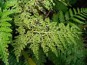 Thyrsopteris elegans.