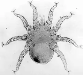 Tinaminyssus melloi (Dermanyssidae)