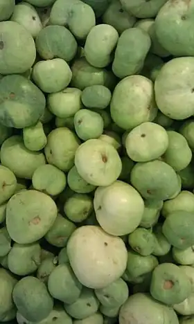 Plectrurus fistulosus