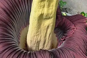 A. titanum de perto (Bayreuth University, Alemanha, 7 de junho de 2015)
