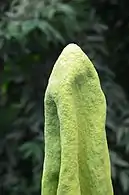 A. titanum de perto (Bayreuth University, Alemanha, 6 de junho de 2015)