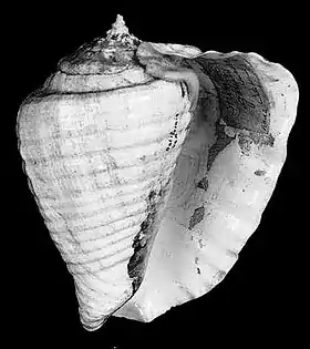 Vista inferior da concha de T. galeatus (Swainson, 1823); de espécime da coleção do Museu de História Natural de Leiden.