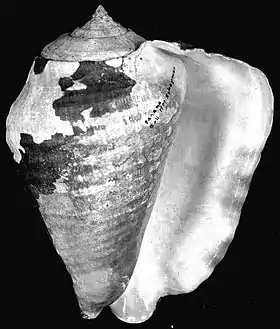 Vista inferior da concha de T. galeatus; de espécime do oeste do Panamá, na coleção do Museu de História Natural de Leiden.