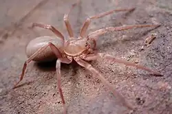 Titiotus sp.(Califórnia)