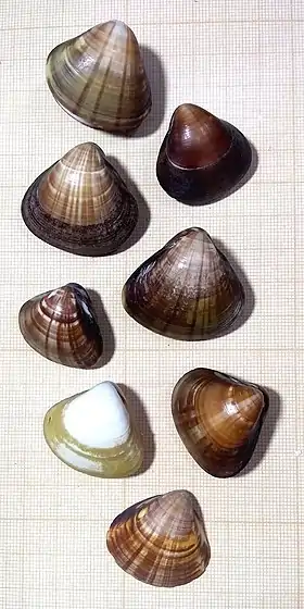 Sete conchas de T. mactroides com as valvas unidas, e um espécime, com apenas uma valva, abaixo – a concha acima com as valvas um pouco abertas; coletadas na praia do Perequê, Guarujá, São Paulo, Brasil, sem o animal.