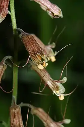 Tolmiea menziesii