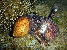 Vista de um animal da espécie Tonna perdix (Linnaeus, 1758) se alimentando de um pepino-do-mar, durante a noite, em Reunião.