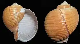 Duas vistas da concha de Tonna zonata (Green, 1830), espécime proveniente do mar da China Meridional.