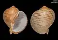 Duas vistas da concha de Tonna zonata (Green, 1830), espécime de Taiwan.