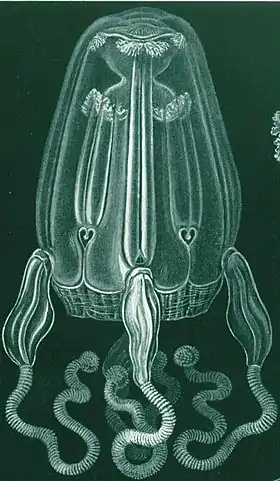 gravura de Chirodropus palmatus, Kunstformen der Natur