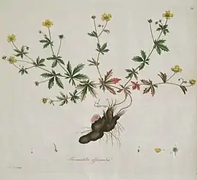 Tormentilla officinalis