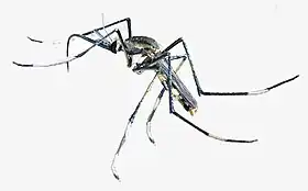 Adulto da subfamília Toxorhynchitinae.