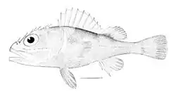 Trachyscorpia cristulata cristulata