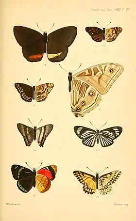 M. rhodopteron é o par de asas voltado para a direita, grande e em vista inferior, nesta gravura de 1880. Note o padrão dos ocelos: um na asa anterior; três na asa posterior. A face superior não difere muito do padrão azul das Morpho mais conhecidas.
