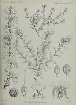 Dirachma socotrana (ilustração).