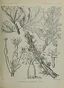 Dendrosicyos socotranus (ilustração).