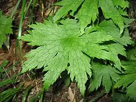 Trautvetteria caroliniensis