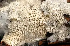 Trechispora mollusca