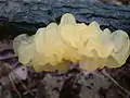 Tremella encephala.