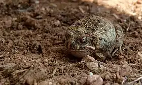 Um indivíduo na África do Sul.