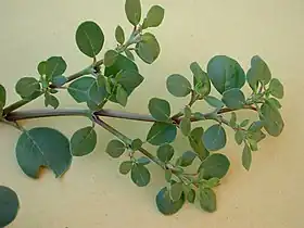 Trianthema portulacastrum