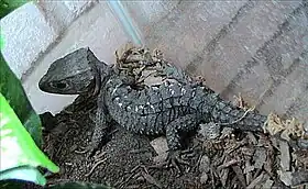 Tribolonotus gracilis