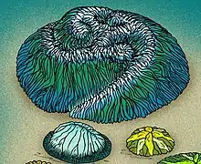 Tribrachidium, um Trilobozoa (possível cnidário)