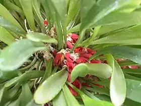 Tribulago tribuloides