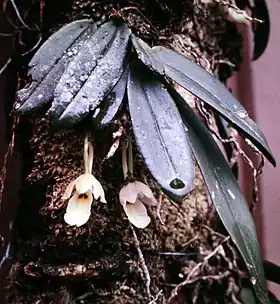 Trichocentrum fuscum