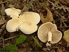 Tricholoma album
