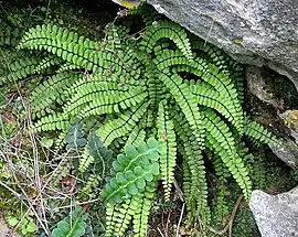 Asplenium trichomanes subsp. quadrivalens na Serra de Grazalema.