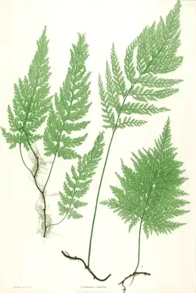 Vandenboschia speciosa