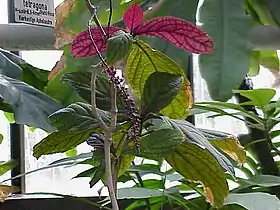Trichstigma_peruvianum