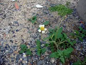 Tridax procumbens em terra com pedras