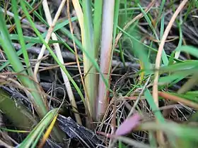 Triglochin maritimum