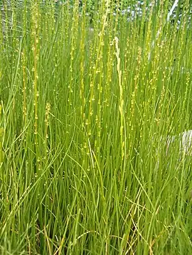 Triglochin palustris