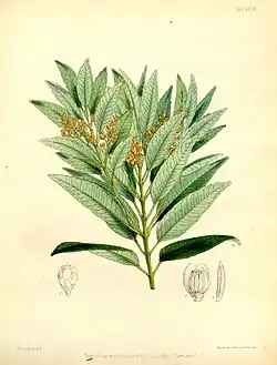 Trimenia weinmanniaefolia.