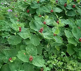 Triosteum himalayanum