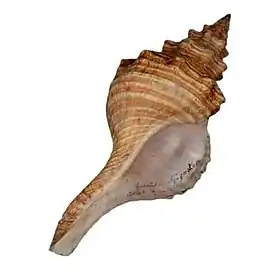 A concha de T. giganteus; espécime coletado nas Antilhas e depositado na coleção do Museu de História Natural de Leiden.