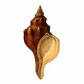 Uma ilustração da concha de Triplofusus giganteus (Kiener, 1840), ex Pleuroploca gigantea, um dos dois maiores gastrópodes marinhos do mundo e o maior búzio, ou caramujo, do continente americano; atingindo o tamanho de 60 centímetros de comprimento e aqui ainda com o seu perióstraco visível. Retirada de Conchologia Iconica (1847).