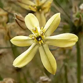 Triteleia ixioides