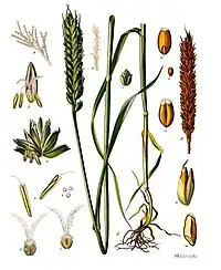 Triticum aestivum L. subsp. aestivum