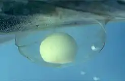 Ovo de tritão-marmoreado