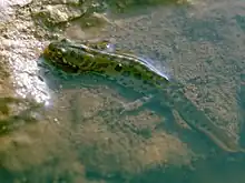 Adulto de tritão-pigmeu