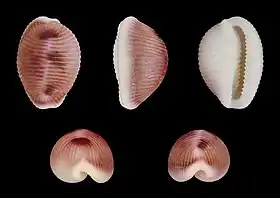 Trivia monacha ( Triviidae )